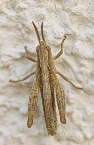 Chorthippus sp.